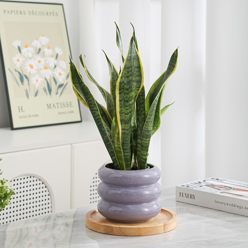 水培花盆蝴蝶兰花盆陶瓷方形治愈奶油风新款高级感桌面家居摆件