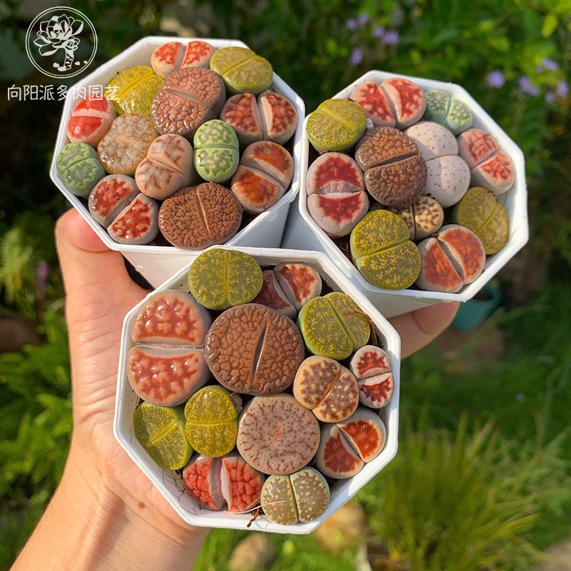 屁股花PP精品多肉植物生石花南非彩色混合新手组合绿植盆栽好养