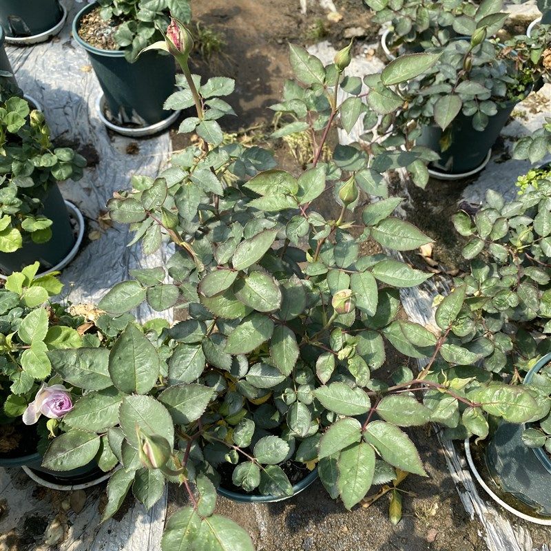 河本沙龙 一加仑原盆原土包邮发货,鲜花速递/花卉仿真/绿植园艺,月季/蔷薇/玫瑰,淘宝优惠券,粉丝福利购,淘宝优惠卷