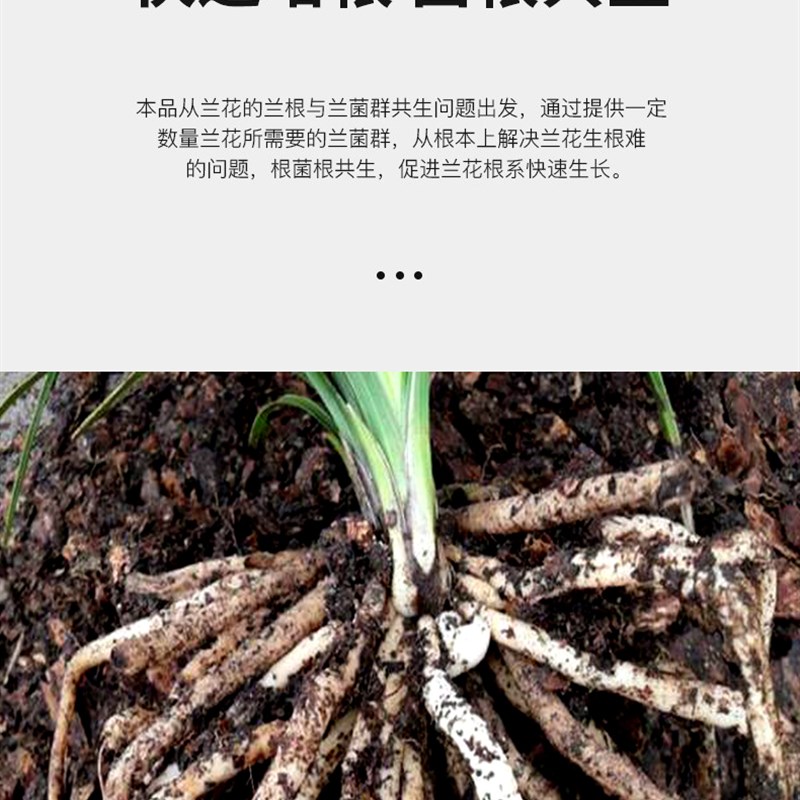 兰灵王兰花专用有机营养液肥料EM菌君子兰蝴蝶兰建兰墨兰石斛生根