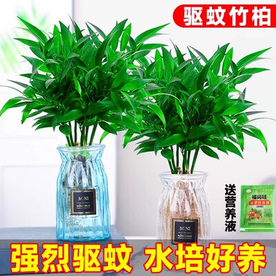 办公室驱蚊竹柏水培植物室内水养绿植花卉盆栽桌面四季常青草好养