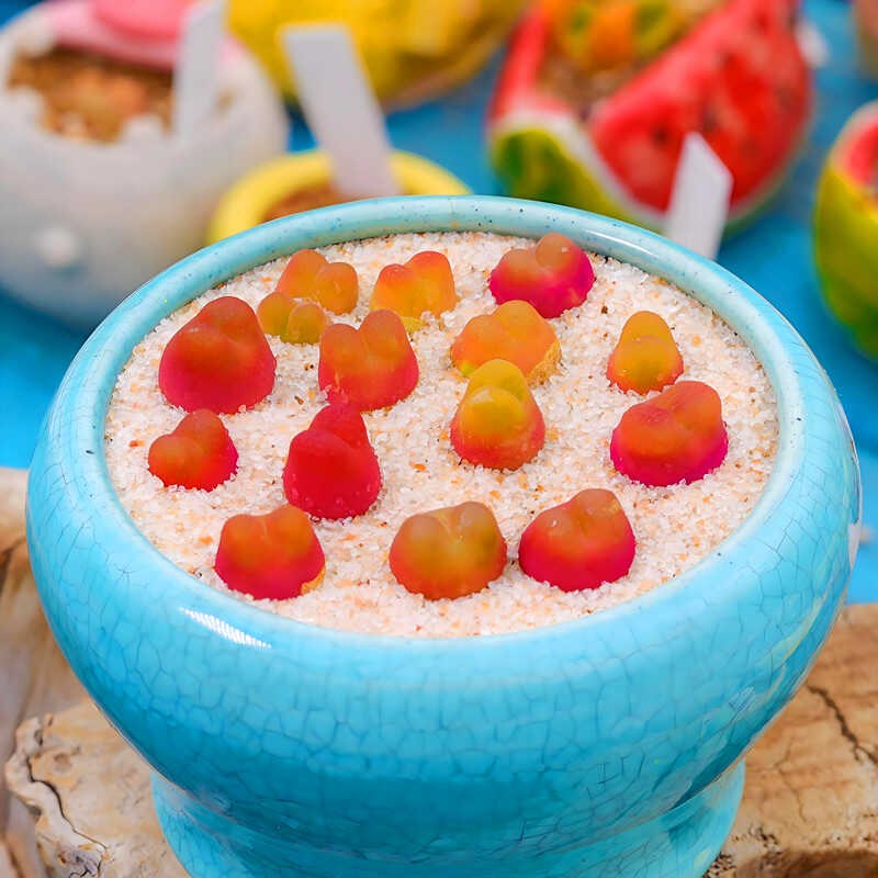 多肉植物毛汉尼肉锥 生石花灯泡群生大棚花卉高端可爱奇趣品种