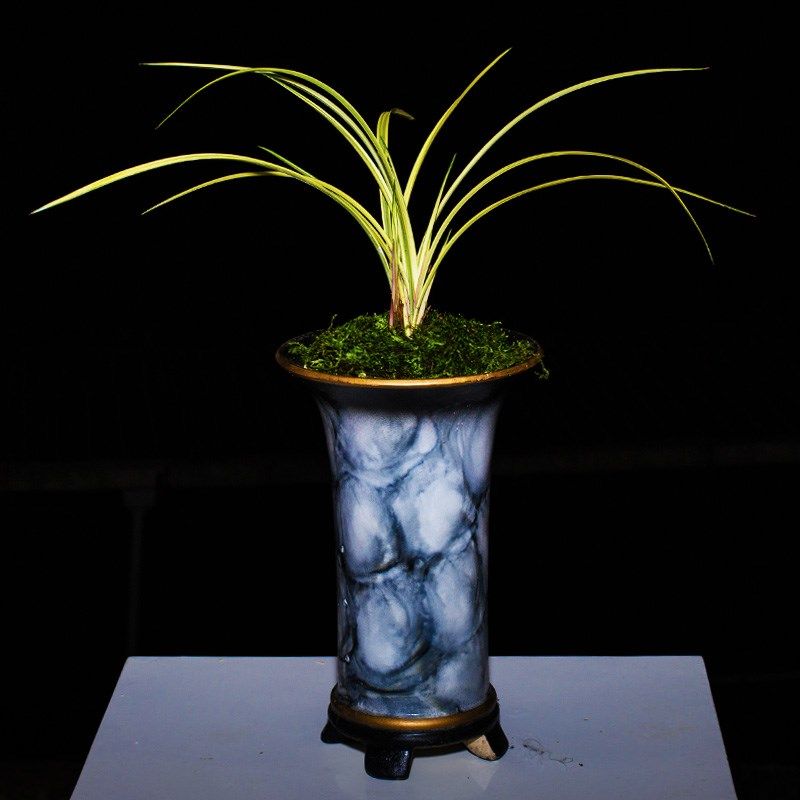 中透艺兰草花木兰兰花盆栽植物名贵建兰高档兰花苗带花苞大众国兰,鲜花速递/花卉仿真/绿植园艺,国兰/杂交兰/洋兰类,淘宝优惠券,粉丝福利购,淘宝优惠卷