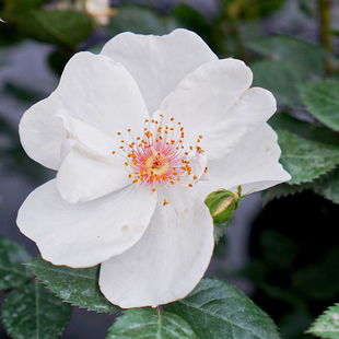 海蒂的花园 杰奎琳杜普蕾直立月季多季节开花抗病阳台庭院盆栽苗