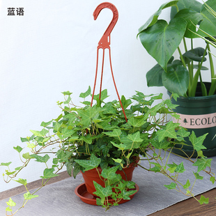 除甲醛绿植净化空气植物系列 绿萝龟背竹吊兰常春藤盆栽 全国