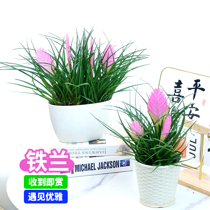 铁兰花盆栽紫花凤梨带花剑花苞四季开花室内好养活办公室桌面盆景