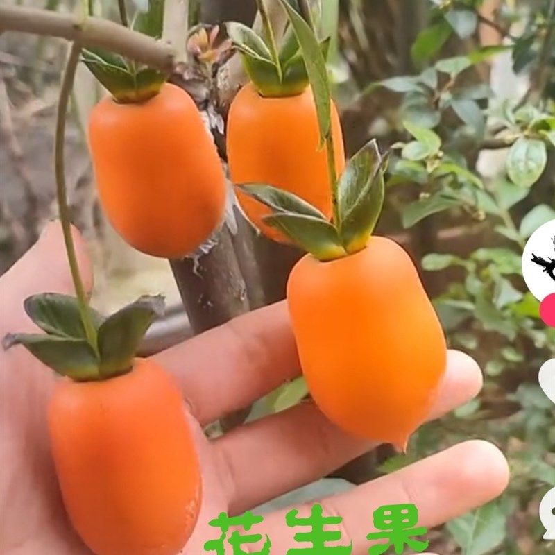 四季挂果灌木金弹子年老熟桩葫芦果公母组合阳台小盆景养花,鲜花速递/花卉仿真/绿植园艺,造型盆景,淘宝优惠券,粉丝福利购,淘宝优惠卷