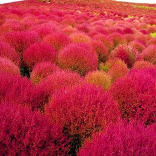 地肤草盆栽成品大苗孔雀松花卉绿植花园阳台花镜造景观叶植物地麦