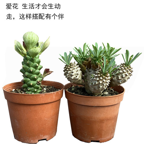峨眉山小菠萝多肉植物铁甲丸麒麟群生大戟科块根好养桌面阳台盆栽