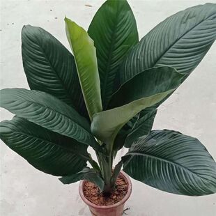 绿巨人盆栽室内客厅大型盆景植物绿植吸甲醛万年青白掌大叶植物花