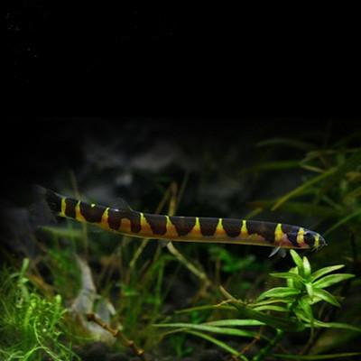 蛇仔鱼  苦力泥鳅观赏鱼热带鱼清除食物残渣宠物蛋白虫涡虫杀手鱼