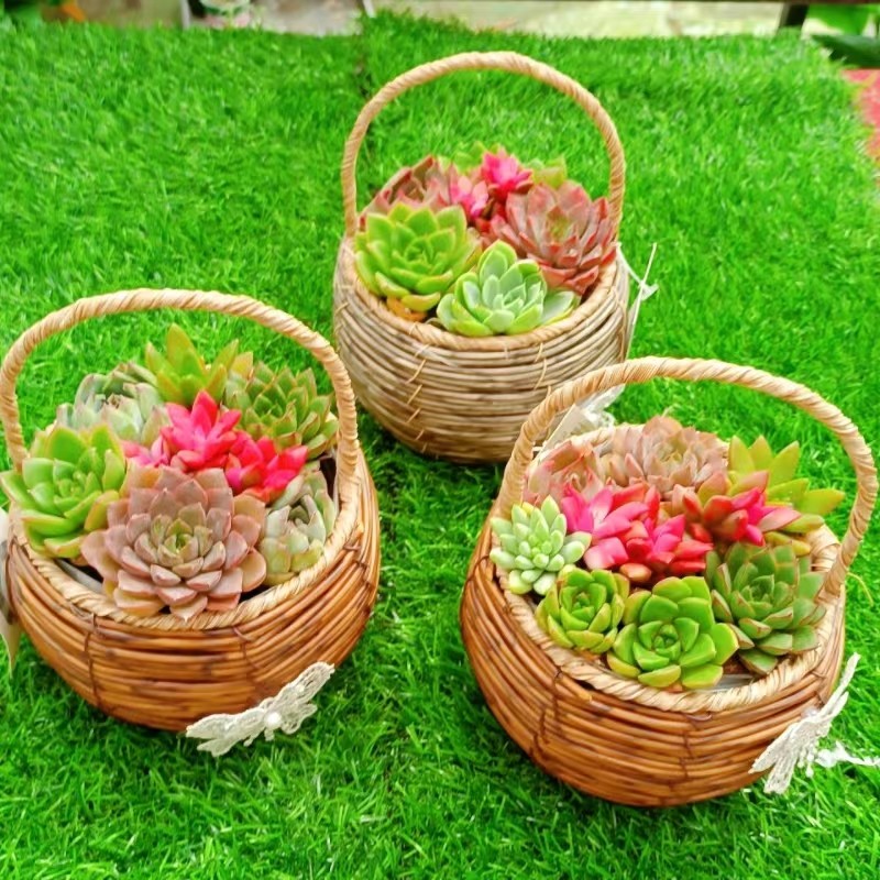 多肉植物组合盆栽种好发货手提花篮办公阳台绿植花卉多颗拼盆带篮,鲜花速递/花卉仿真/绿植园艺,多肉植物,淘宝优惠券,粉丝福利购,淘宝优惠卷