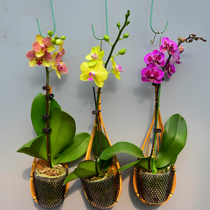 兰花蝴蝶兰吊篮植物壁挂室内办公室吊兰手编织篓净化空气绿植花卉图片