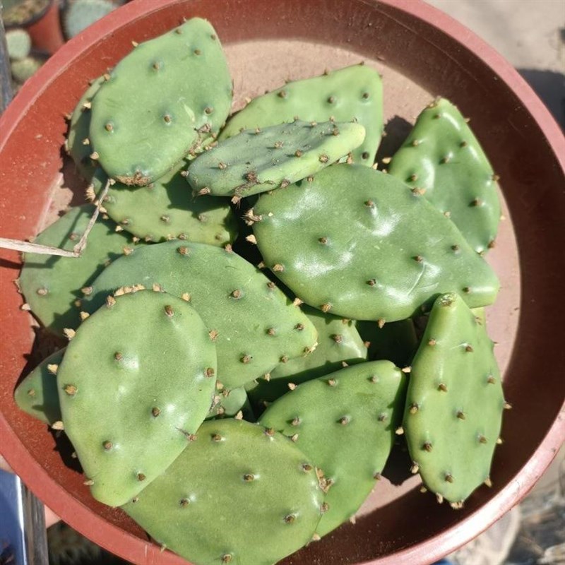 复色花 圆武扇 武敌团扇 农村老品种牛舌仙人掌 圆舞扇 耐寒抗旱