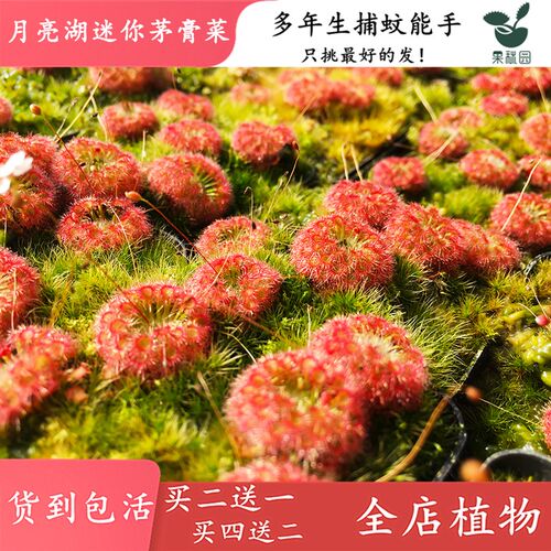 月亮湖迷你茅膏菜【可爱食虫植物食虫草鱼缸造盆景观小绿植盆栽】