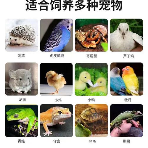 芦丁鸡饲养箱爬宠加热观赏箱仓鼠鹌鹑繁殖育雏宠物造景别墅恒温箱