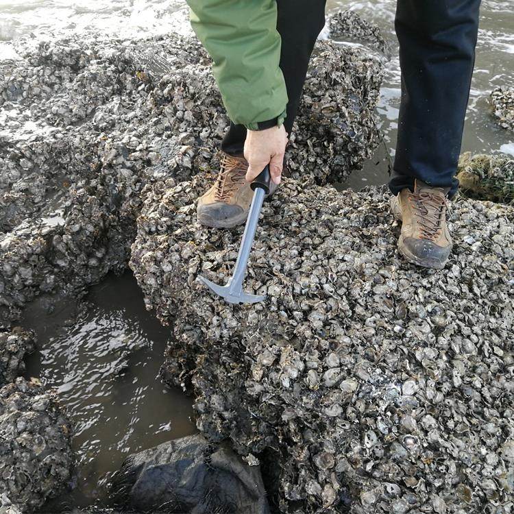 赶海工具锄海蛎子钩子敲扇贝小镐撬生蚝壳菜拾贝挖鲍鱼牡蛎工具,鲜花速递/花卉仿真/绿植园艺,锄头,淘宝优惠券,粉丝福利购,淘宝优惠卷