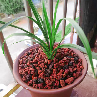腾冲天然火山石颗粒100斤更划算多肉兰花卉铺面鱼缸水族净花水质