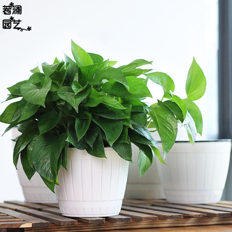 懒人自吸水绿萝花盆复古木桶纹塑料花盆办公室桌面花盆免灌溉花盆,鲜花速递/花卉仿真/绿植园艺,花盆,淘宝优惠券,粉丝福利购,淘宝优惠卷