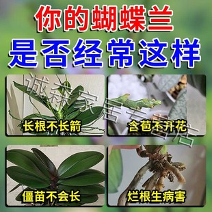 蝴蝶兰促花剑营养液速效开花爆花生根专用多箭素叶面肥植物活力素