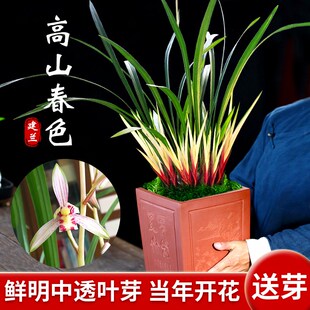 刘阁 建兰花叶双绝高山春色 现带大芽室内花卉绿植兰花盆栽带花苞