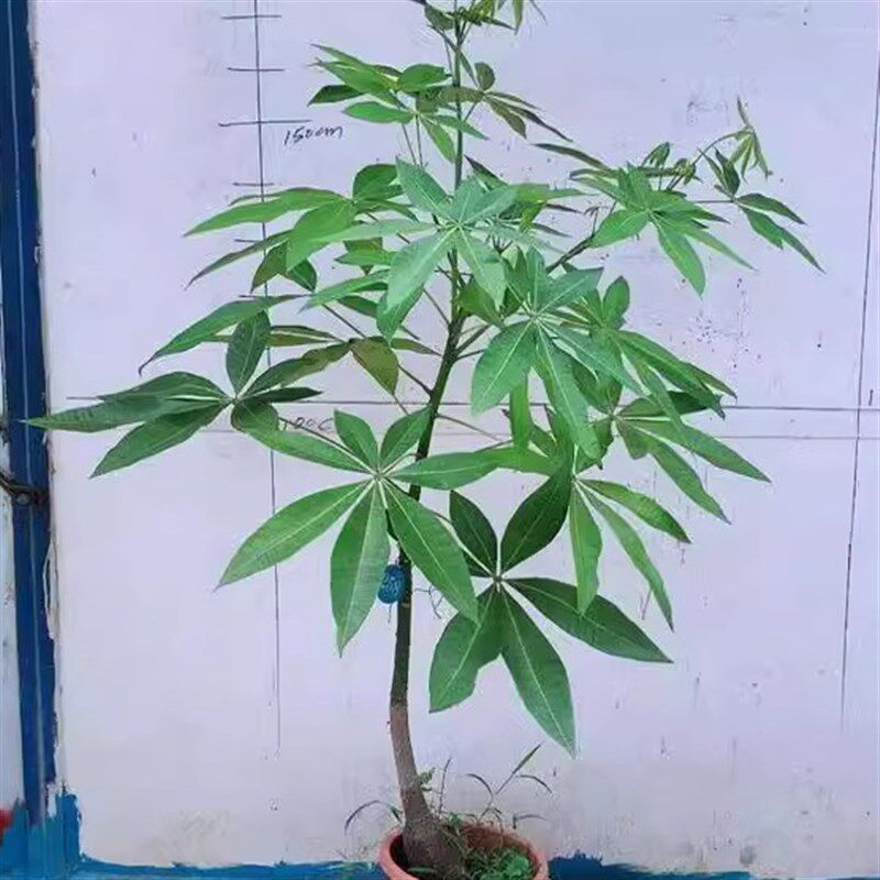 新品优惠原生发财树一物一盆大型室内绿植盆栽客厅办公室植物观叶