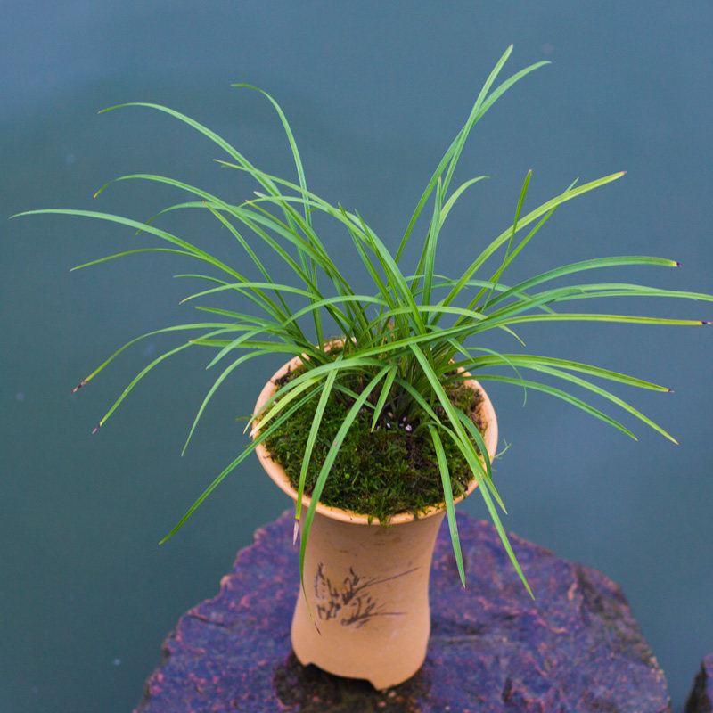 兰花盆栽植物莲瓣兰小雪素名贵细叶兰花苗兰草带花苞好养大众国兰,鲜花速递/花卉仿真/绿植园艺,国兰/杂交兰/洋兰类,淘宝优惠券,粉丝福利购,淘宝优惠卷