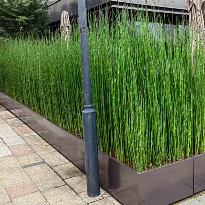 花镜庭院 木贼草接骨草盆栽 日式枯山水造景草水陆两生植物易成活