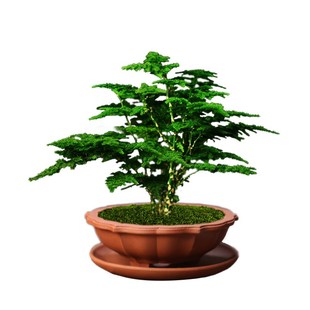 唐山云松正宗矮生文竹办公室内桌面好养绿植盆栽净化空气四季常青