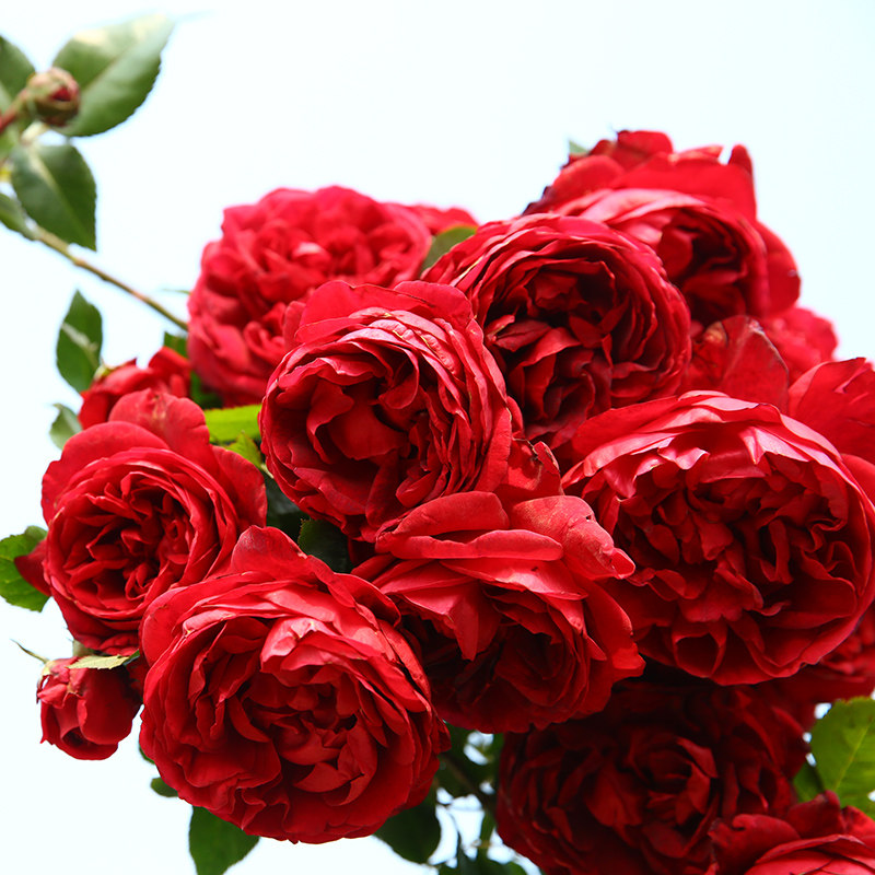 天狼月季 玫瑰国度的天使 月季玫瑰 抗病大花爬藤拱门藤本,鲜花速递/花卉仿真/绿植园艺,月季/蔷薇/玫瑰,淘宝优惠券,粉丝福利购,淘宝优惠卷