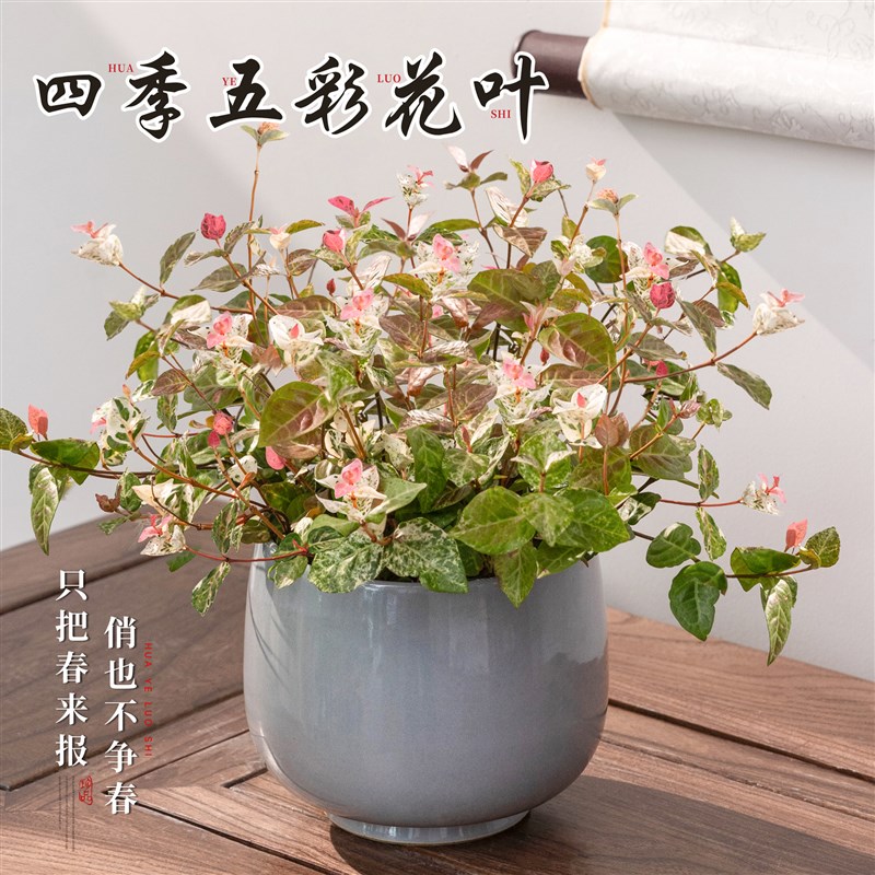 花叶络石盆栽吊兰室内观叶植物垂吊花卉禅意绿植吊篮四季五彩好养