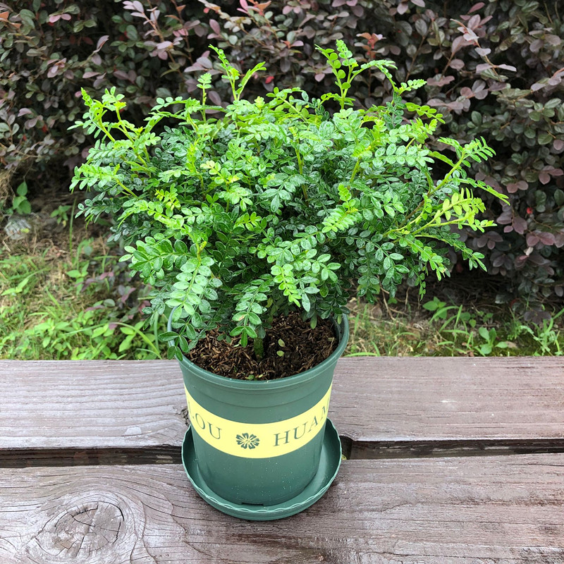 清香木盆栽室内客厅四季常青驱蚊植物办公桌面木本花卉胡椒木