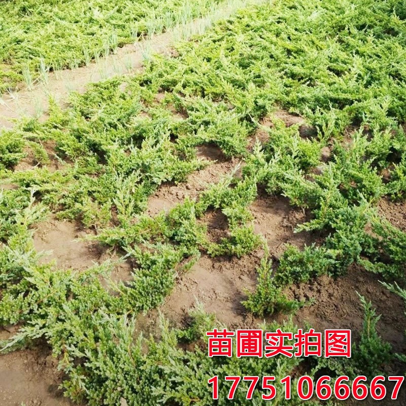 地柏苗柏树沙地柏铺地柏盆景造型素材苗四季常青庭院绿化耐寒松柏