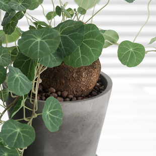 观叶植物泰国圆叶山乌龟办公室室内金不换植物耐养喜阴植物盆栽