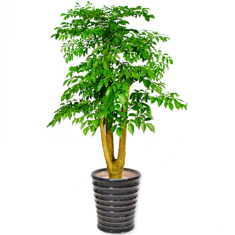幸福树/大盆栽/室内外植物/大型绿植/花木/福贵树/美化环境