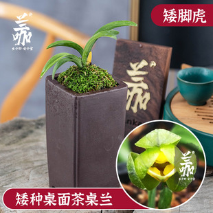 兰咖袖珍兰花草珍珠龙皱皮蛤蟆艺矮种兰花茶桌兰送礼精品绿植花卉