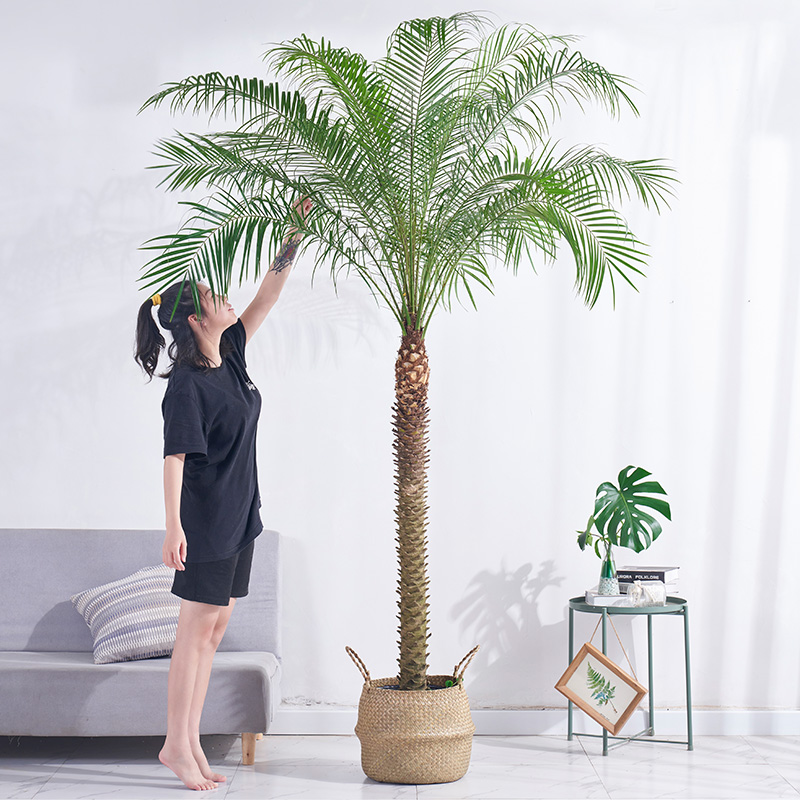 针葵盆栽大型植物室内办公室除甲醛针叶葵北欧风净化空气绿植盆景