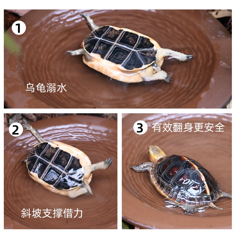 酷爬黄缘乌龟泡澡盆龟箱爬宠造景饮水盆喂食盆半水龟分体式洗澡盆