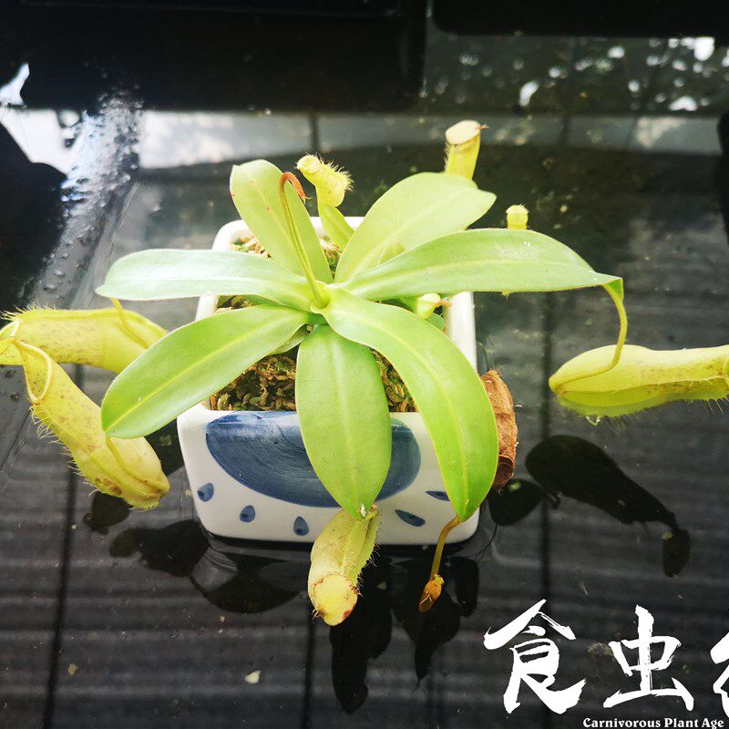 黛瑞安娜猪笼草  食虫植物盆栽食人花扑捕苍蝇大型超大驱蚊
