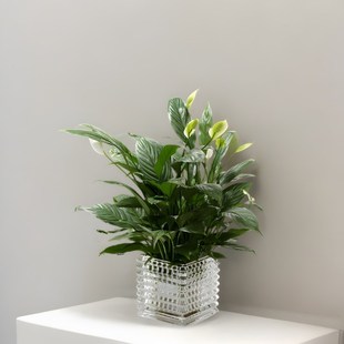 现代22新款 特小玻璃 高端水晶迷你多肉红掌水培瓶矮款