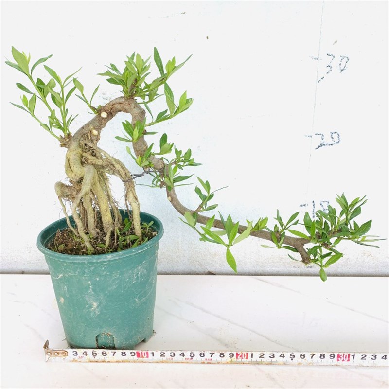 悬崖小叶红芽雀梅盆景老桩提根柳叶栀子花树苗游龙造型胡椒木老桩