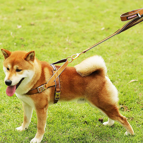 多尼斯Dogness狗狗胸背带可调节背心式牵引绳防爆冲大中小型