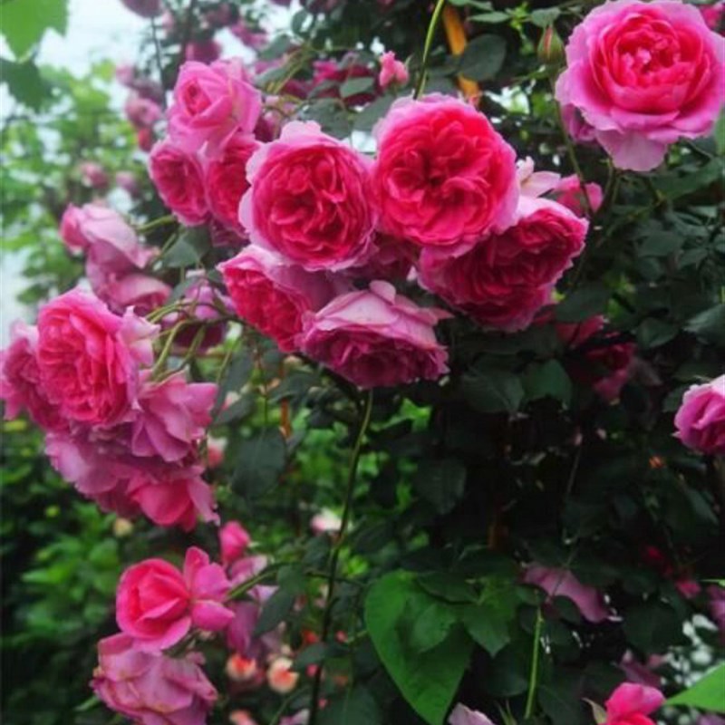 铃兰家  大游行  大型藤本花量很大爬藤月季香  玫瑰花苗攀爬