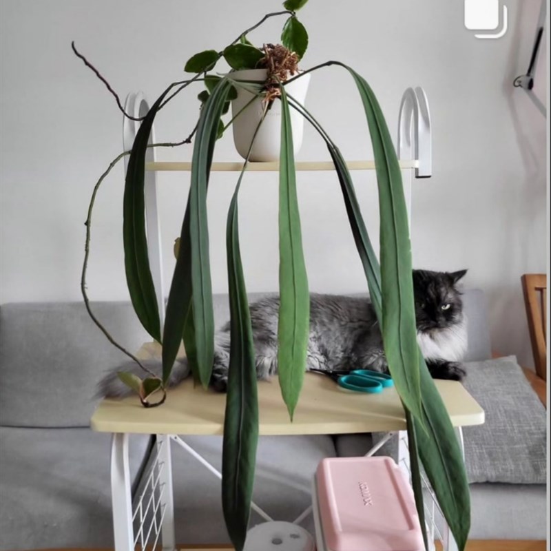 维塔领带花烛海芋蔓绿绒天南星科室内垂吊悬挂绿植盆栽火观叶植物