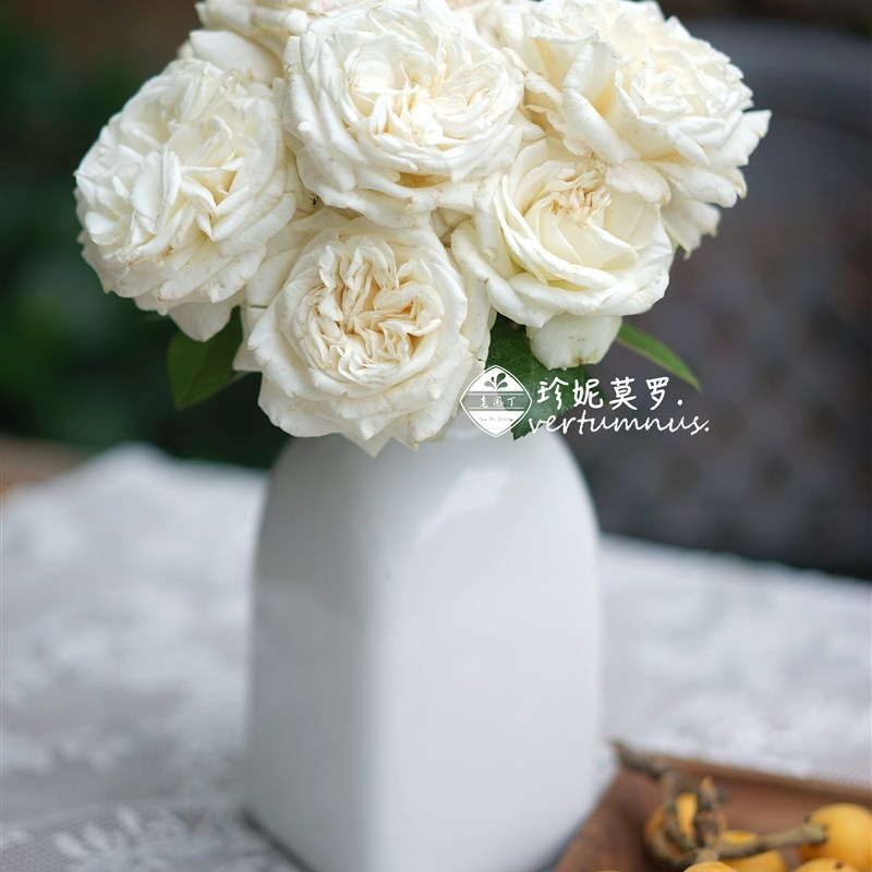 珍妮莫罗 P11盆切花月季 白色大花强香耐热耐开 老园丁庭院盆栽