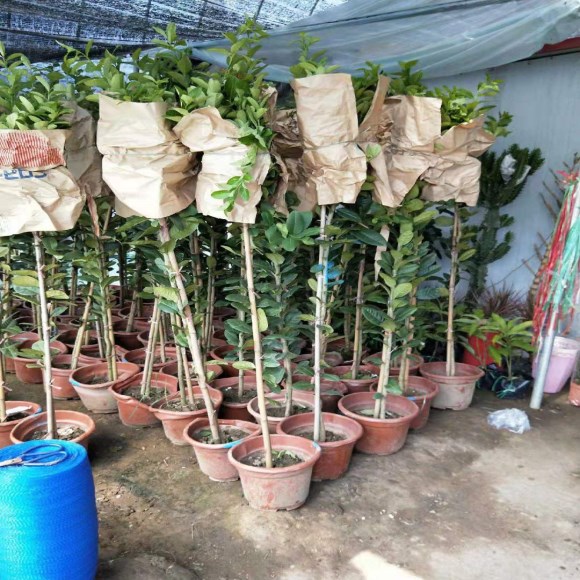 柠檬树盆栽室内客厅大型绿植柠檬苗观果植物尤力克高杆香水柠檬树