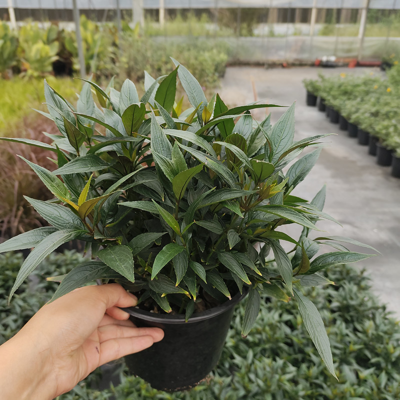 花镜植物紫叶马兰盆栽阳台庭院花园多年生耐寒耐热开花植物木本