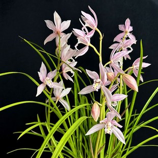 绿缘兰花苗【蜜桃仙子】浓香细叶兰浅粉色四季兰杂交兰桌面盆栽