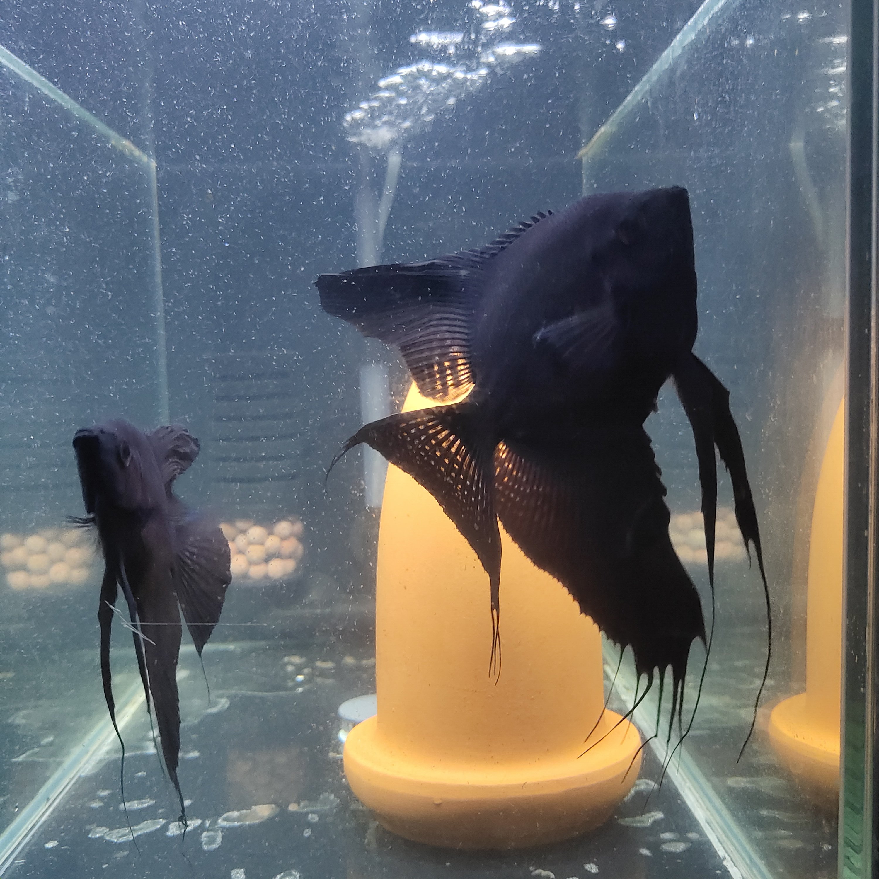 墨燕鱼虎头拉丝淡水热带鱼观赏鱼神仙鱼宽鳍燕子鱼宠物鱼苗活体