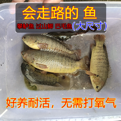 会走路的鱼攀鲈鱼太阳鱼不用打氧巴毛鱼攀山鲈龟壳原生刺鲫大尺寸
